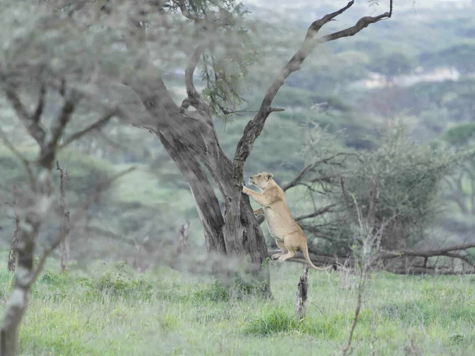 Löwin springt auf einen Baum